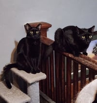 Wilbur & Orville - Photo 1