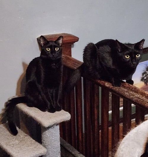 WILBUR & ORVILLE - Domestic Short Hair for adoption in Columbia