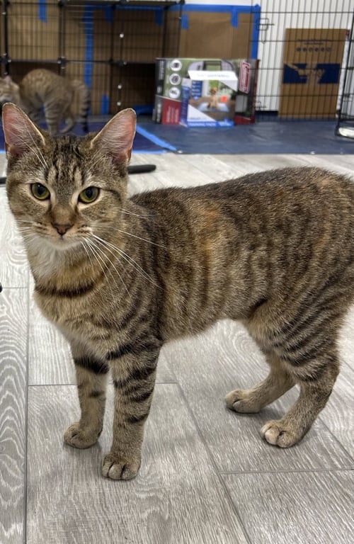 FRAPPE - Domestic Short Hair / Torbie available for adoption