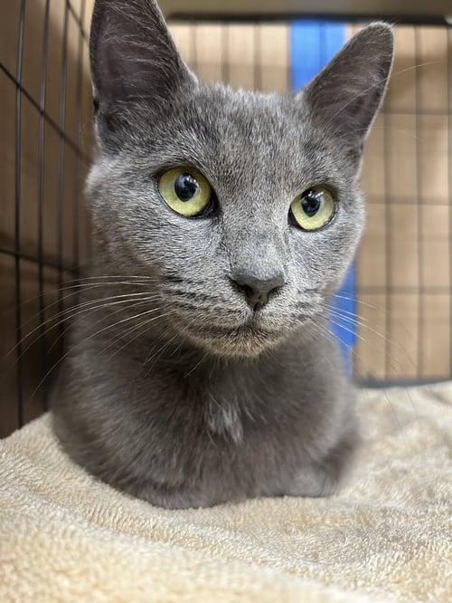 BISCOTTI - Domestic Short Hair / Russian Blue available for adoption