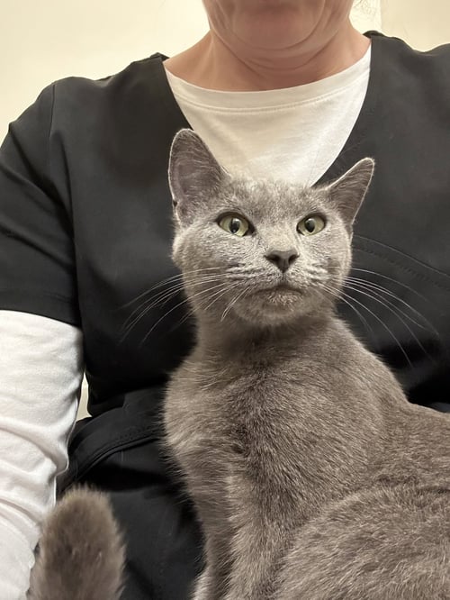 BISCOTTI - Domestic Short Hair / Russian Blue available for adoption