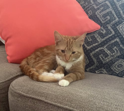 CHOLULA - Tabby available for adoption