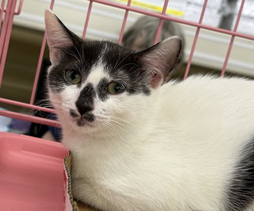 AYLA - Domestic Short Hair available for adoption