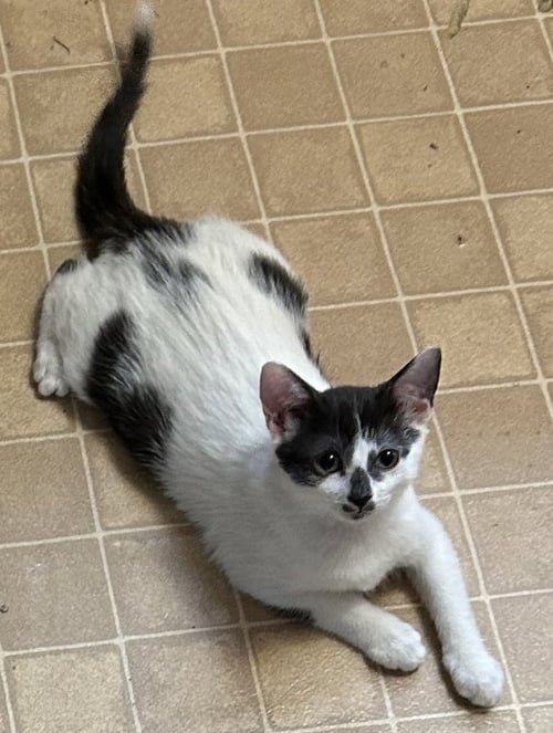 AYLA - Domestic Short Hair available for adoption