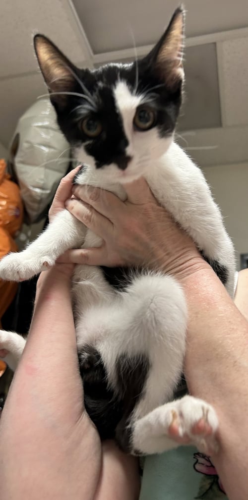 CROWLEY - Domestic Short Hair available for adoption