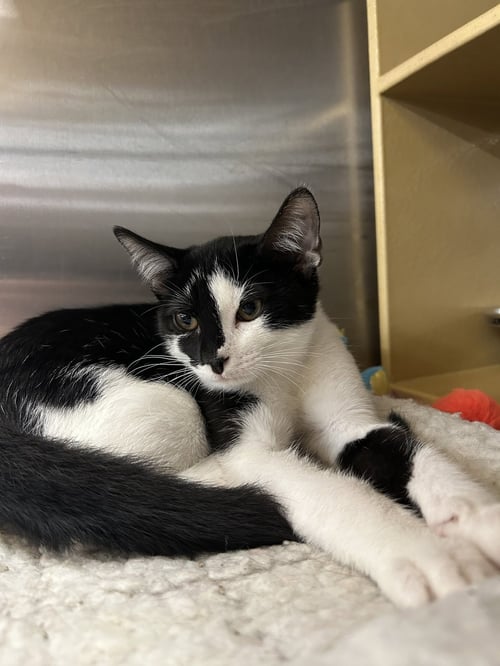 CROWLEY - Domestic Short Hair available for adoption