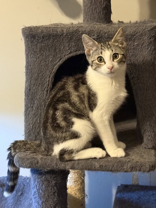 BERETTA - Domestic Short Hair available for adoption