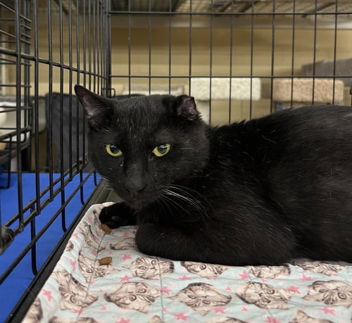 LAZARUS - Domestic Short Hair available for adoption
