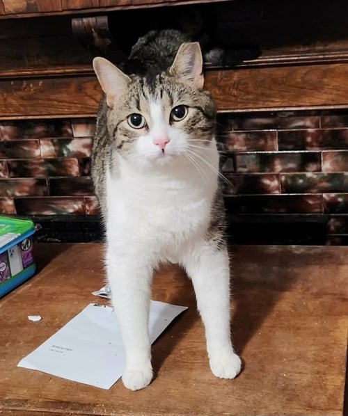 NOLO - Domestic Short Hair / Tabby available for adoption