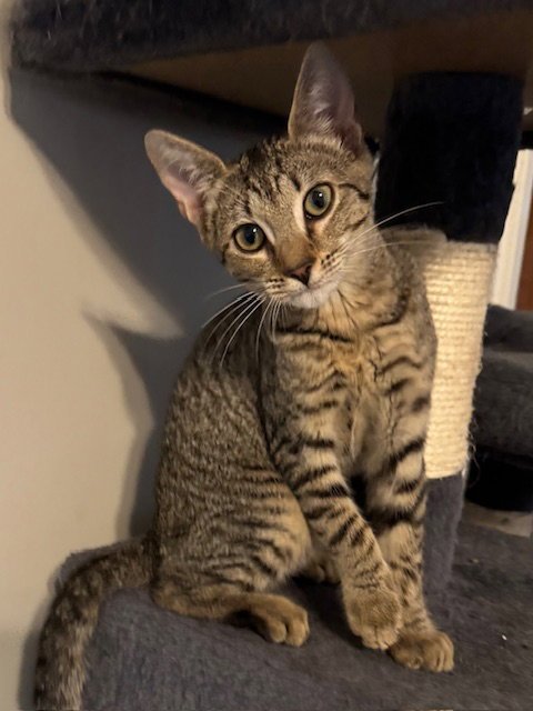 LEONA - Domestic Short Hair / Tabby for adoption in Columbia