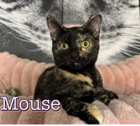 Mouse - Photo 2