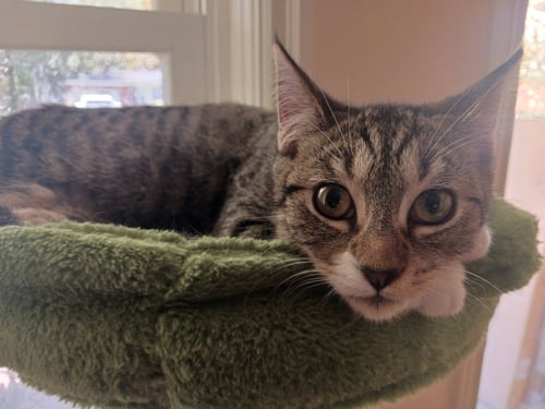 THORNE - Domestic Short Hair / Tabby available for adoption