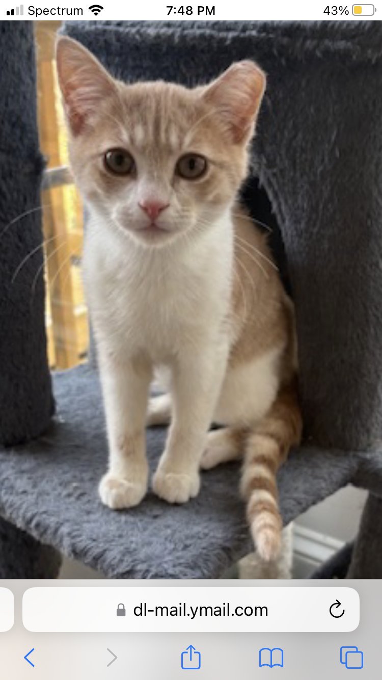 NUTMEG - Tabby / Domestic Short Hair available for adoption