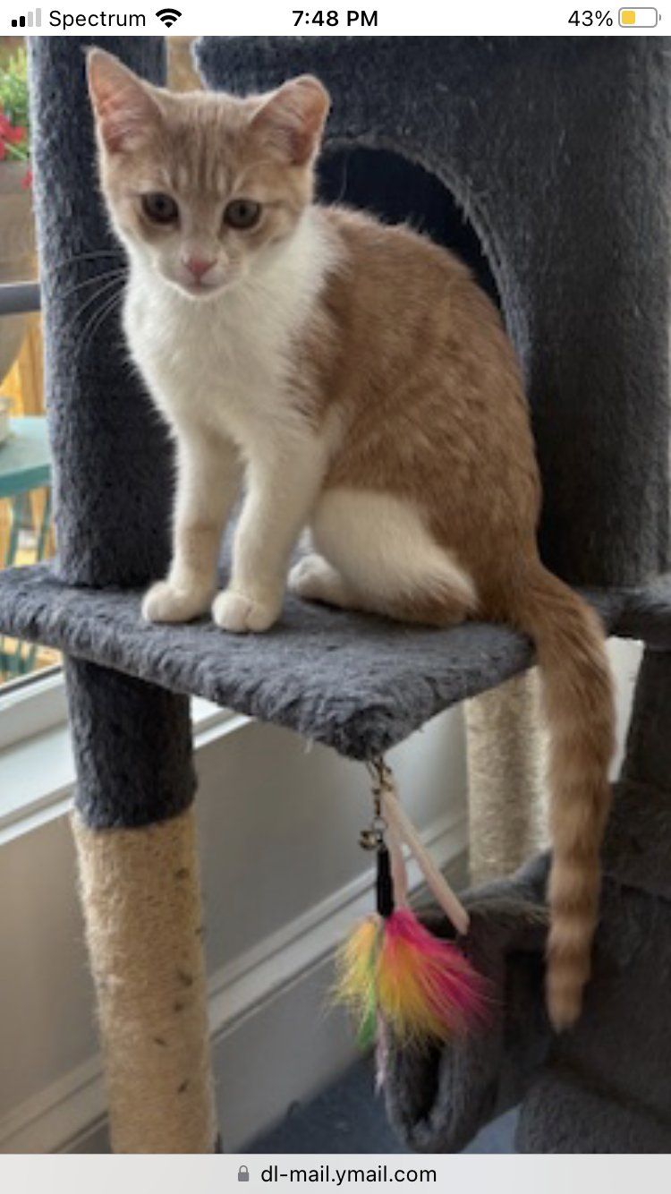 NUTMEG - Tabby / Domestic Short Hair available for adoption