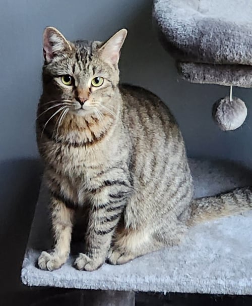 MOLLY - Tabby / Domestic Short Hair available for adoption