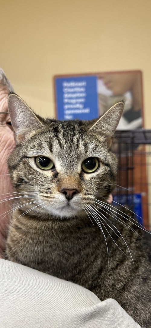 MOLLY - Tabby / Domestic Short Hair for adoption in Columbia