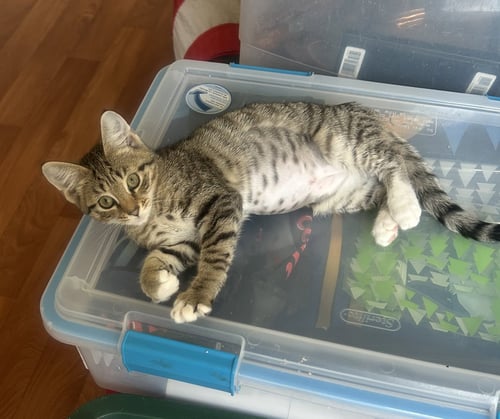 MARILYN - Tabby / Domestic Short Hair available for adoption