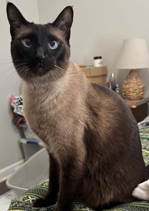 SILAS - Siamese available for adoption