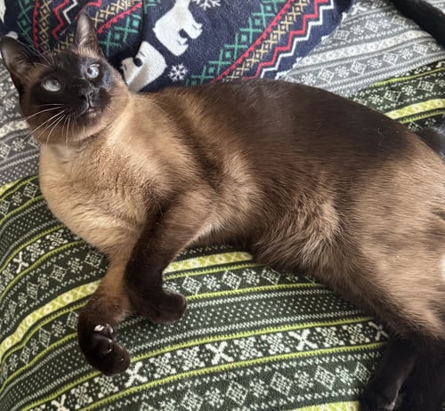 SILAS - Siamese available for adoption