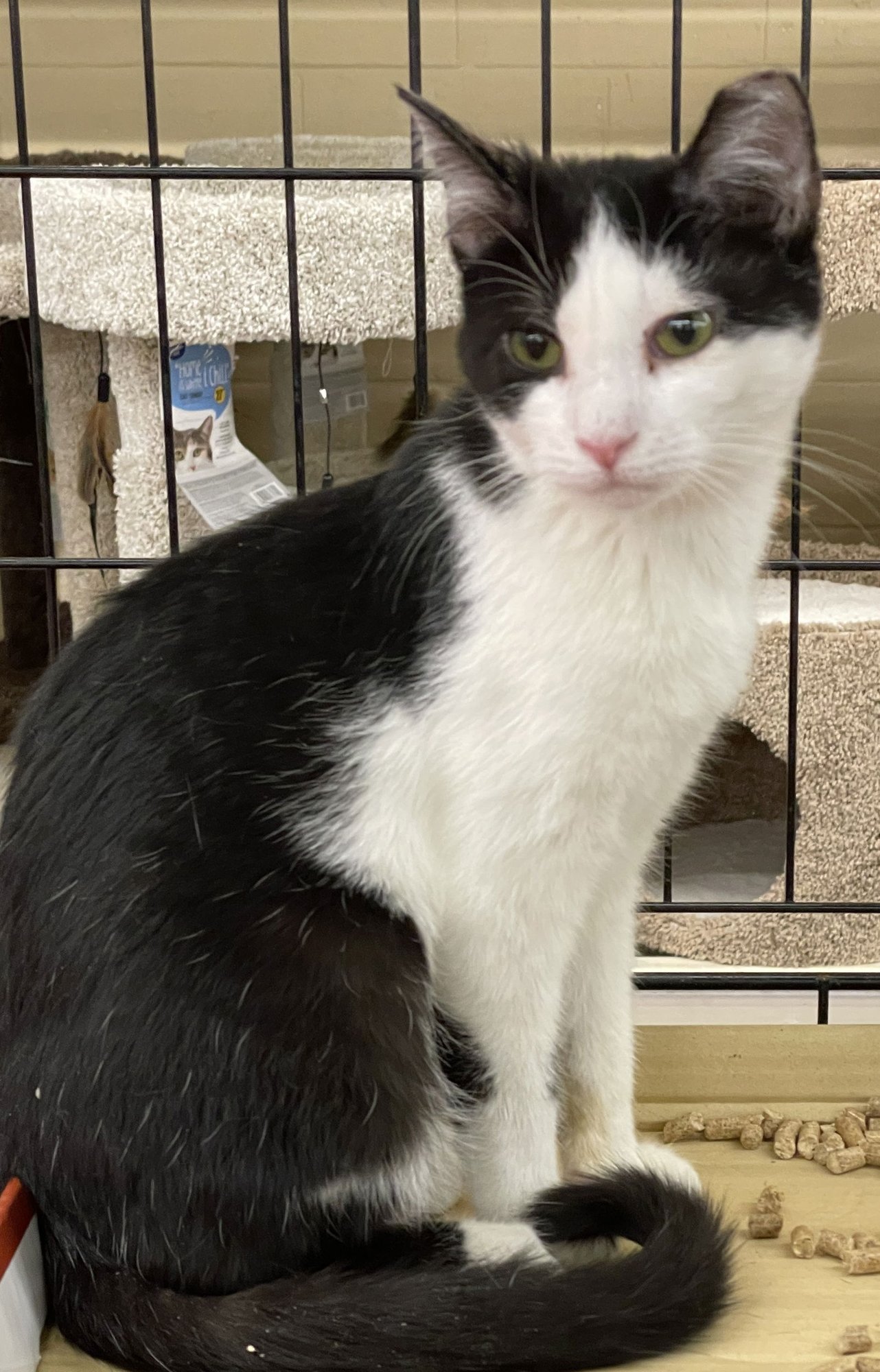 LILIBET - Domestic Short Hair available for adoption