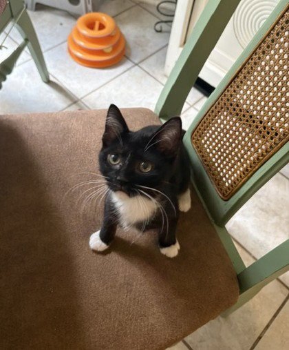 LIVIA - Tuxedo / Domestic Short Hair available for adoption