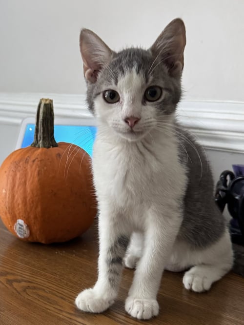 ZACKARY - Domestic Short Hair / Tabby available for adoption