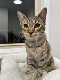 Mocha - Photo 1