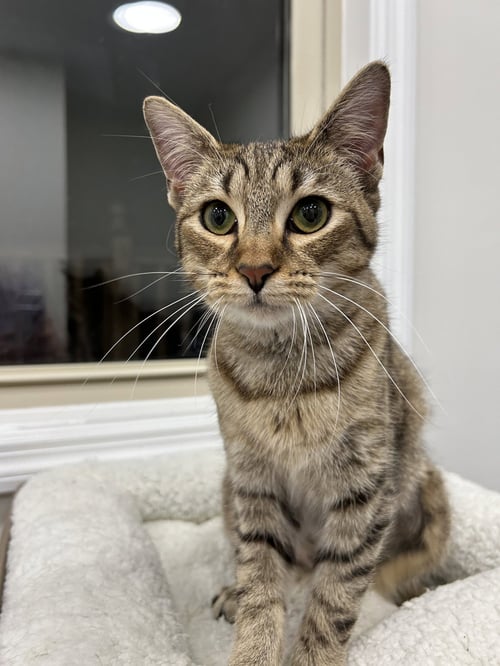 MOCHA - Domestic Short Hair / Tabby available for adoption