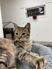 Mocha - Photo 2