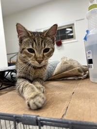 Mocha - Photo 3