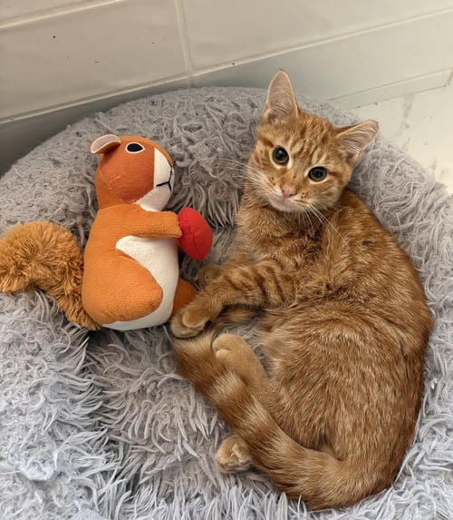 MARS - Tabby available for adoption