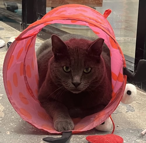 GREZIER - Russian Blue / Domestic Short Hair available for adoption