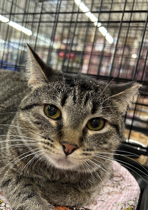 JACKIE - Tabby / Domestic Short Hair for adoption in Columbia