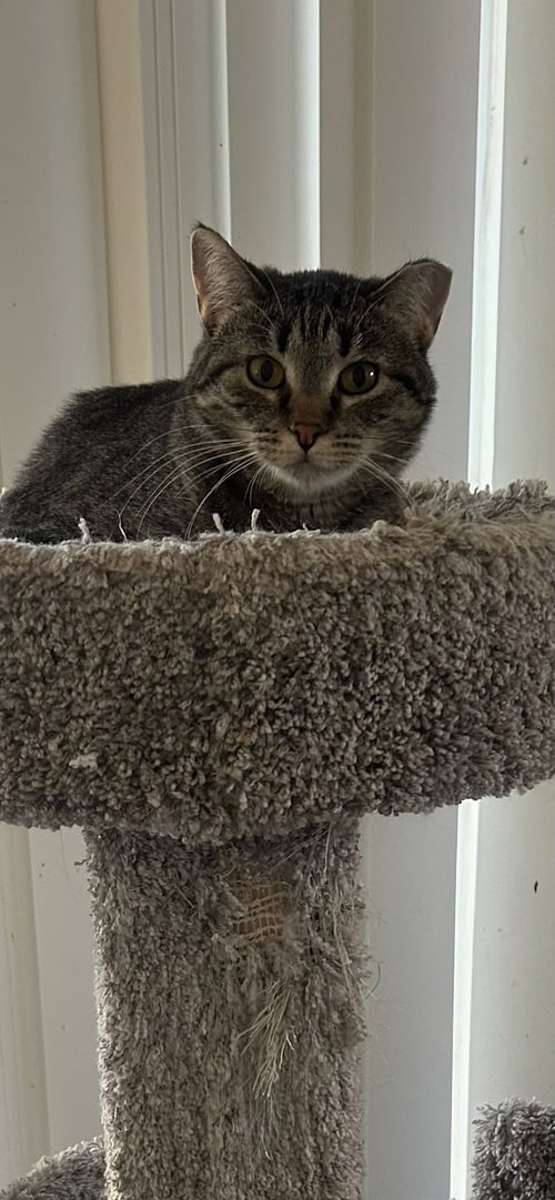 JACKIE - Tabby / Domestic Short Hair available for adoption