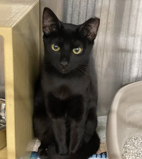 CHUCK - Domestic Short Hair for adoption in Columbia