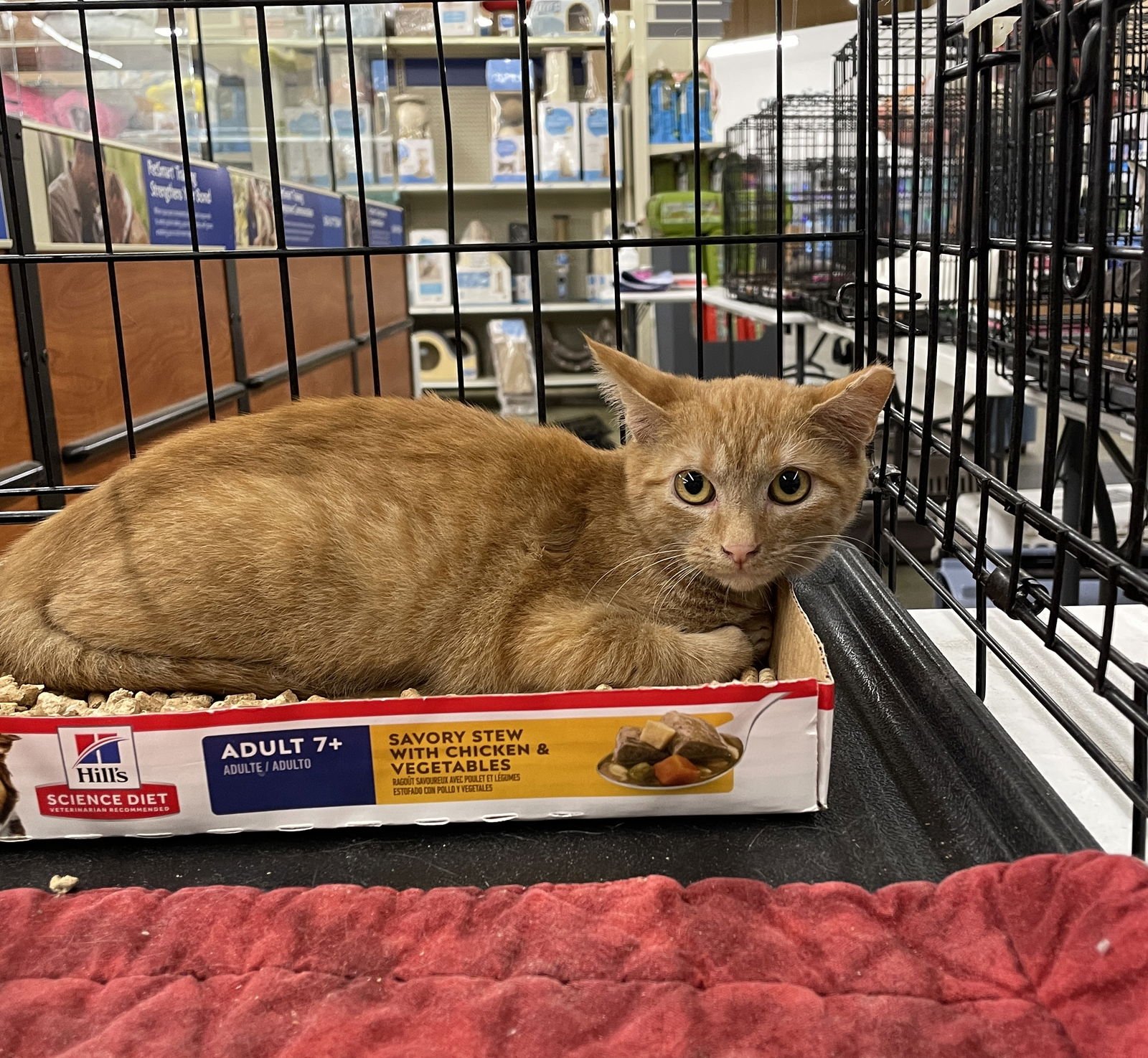 AOIFE - Tabby / Domestic Short Hair available for adoption