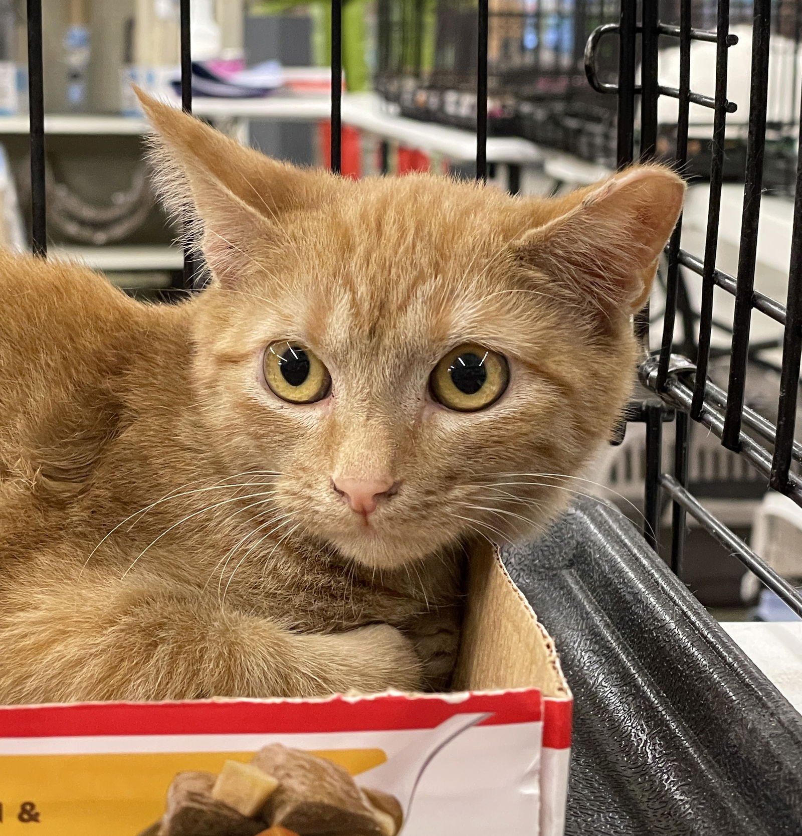 AOIFE - Tabby / Domestic Short Hair available for adoption