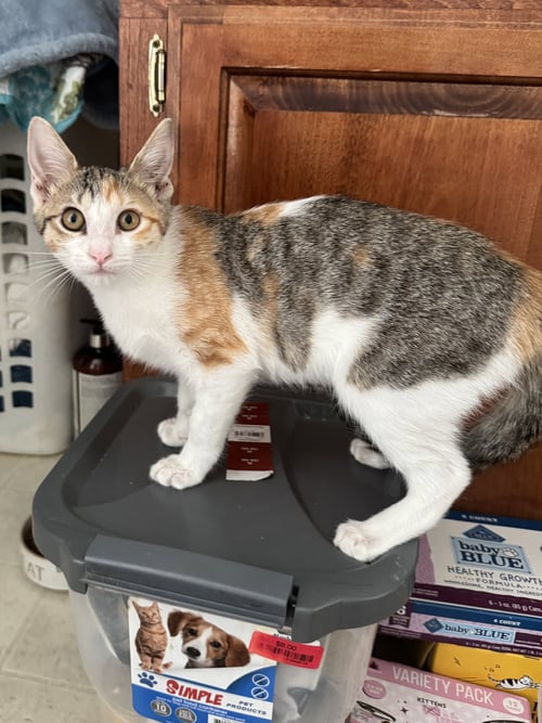 EUNICE - Domestic Short Hair / Torbie available for adoption