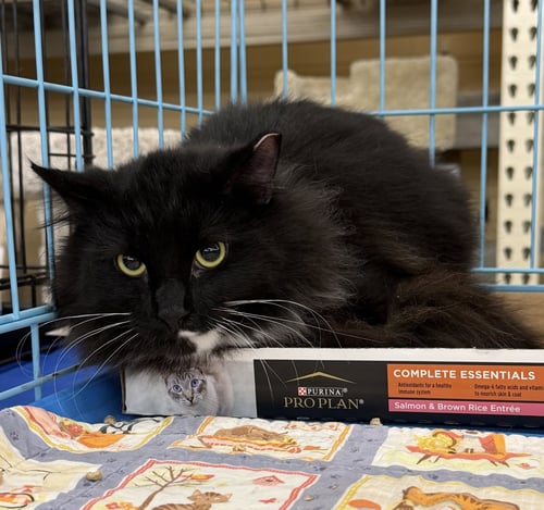 DIGBY - Domestic Medium Hair / Tuxedo available for adoption