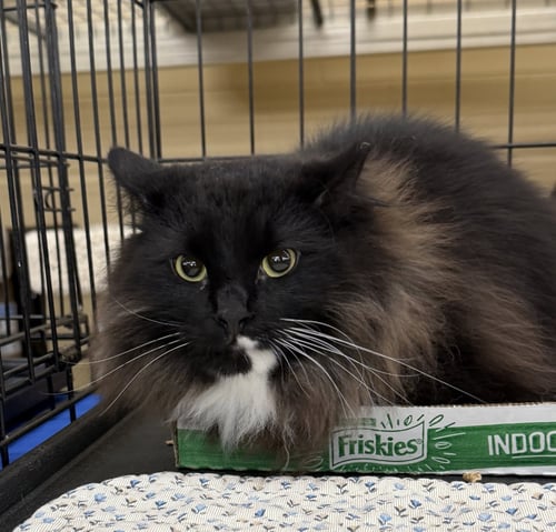 DIGBY - Domestic Medium Hair / Tuxedo available for adoption