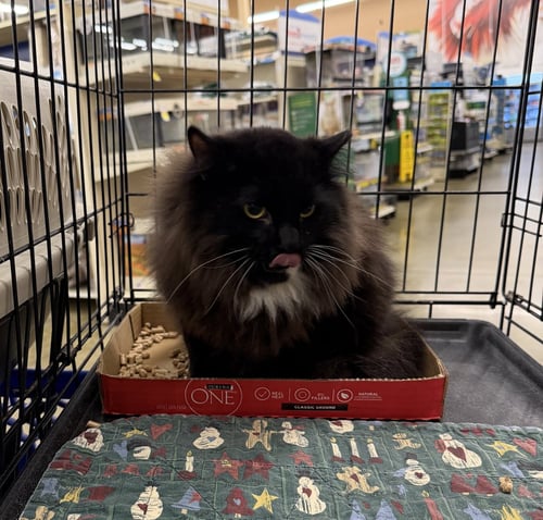 DIGBY - Domestic Medium Hair / Tuxedo available for adoption