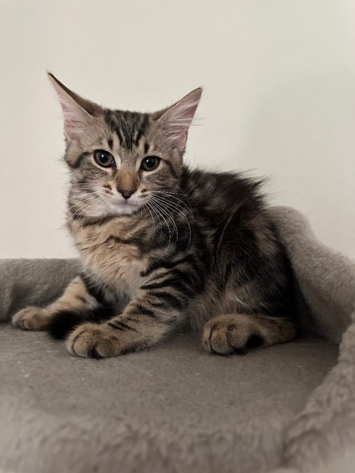 ORZO - Domestic Medium Hair available for adoption