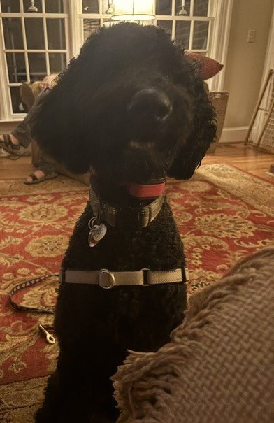 JET - Labrador Retriever / Poodle (Standard) available for adoption