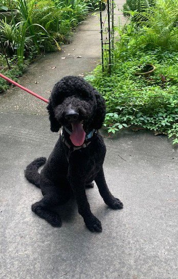 JET - Labrador Retriever / Poodle (Standard) for adoption in Columbia