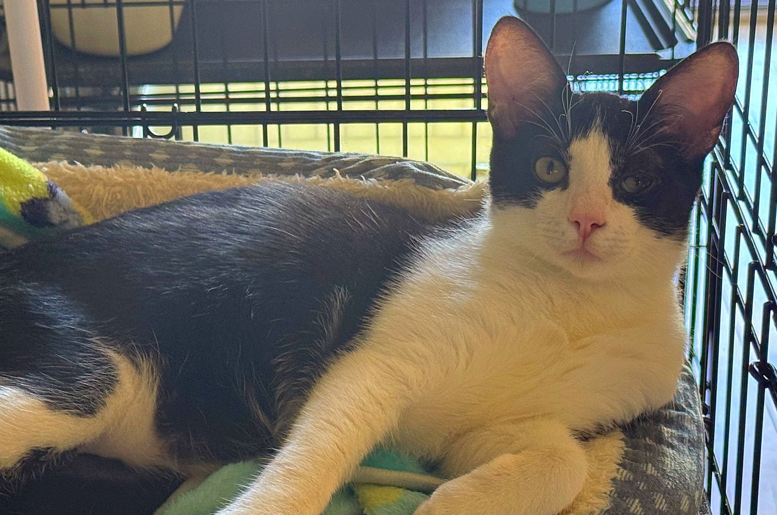 SIMBA - Domestic Short Hair / Tuxedo available for adoption