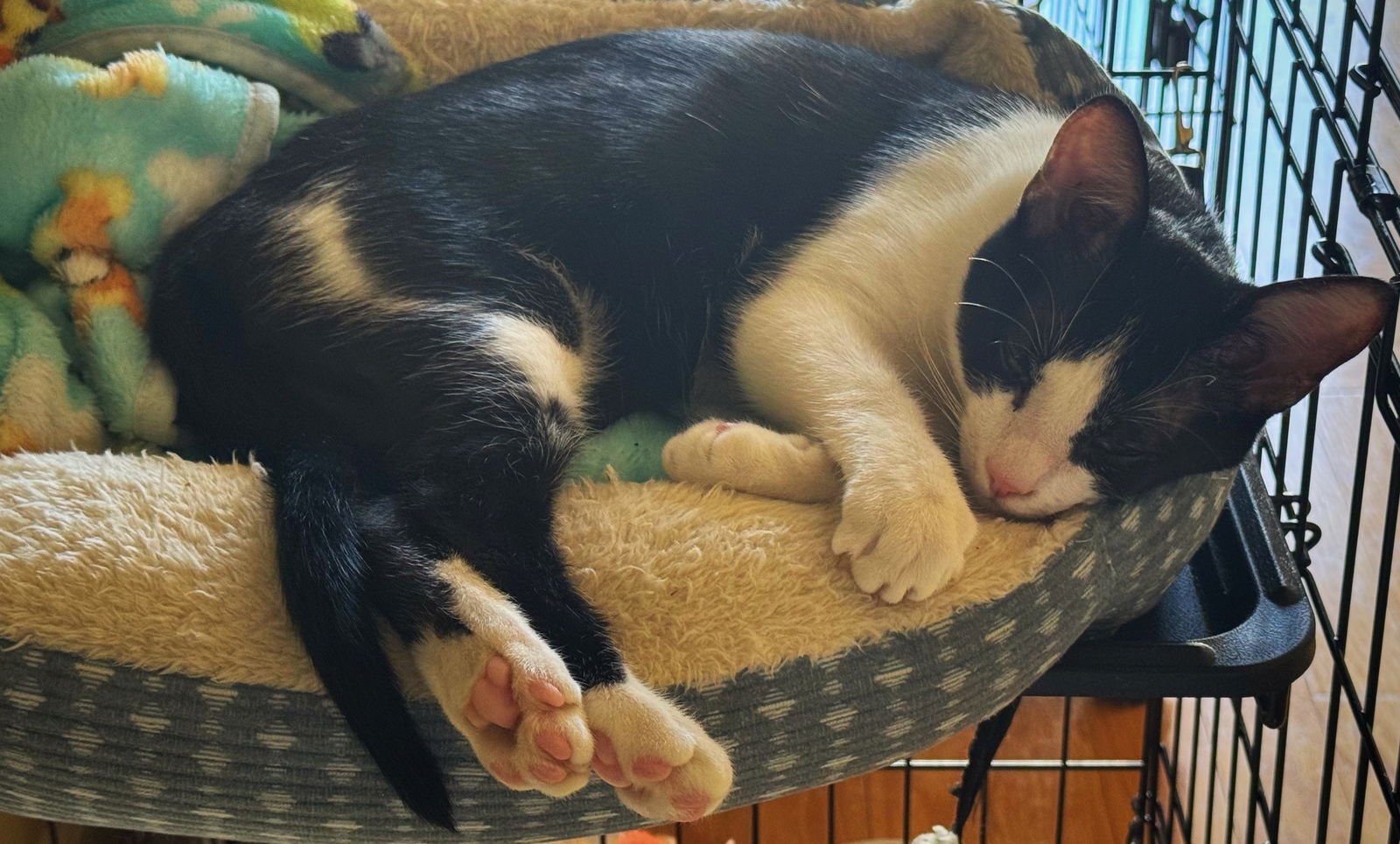SIMBA - Domestic Short Hair / Tuxedo available for adoption