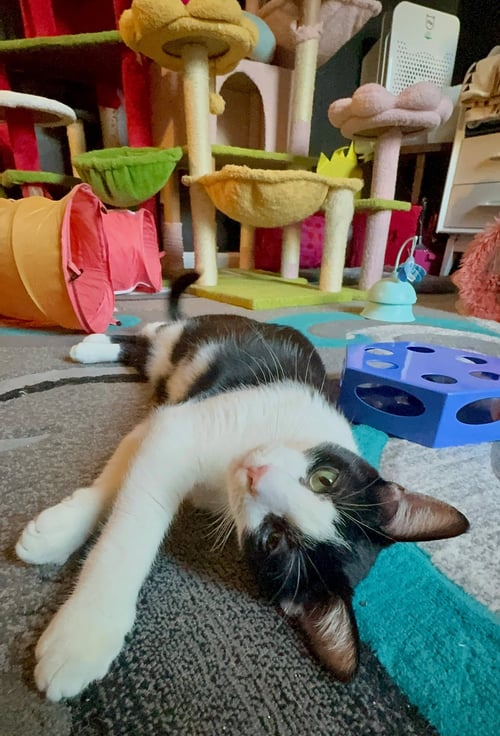 SIMBA - Domestic Short Hair / Tuxedo available for adoption