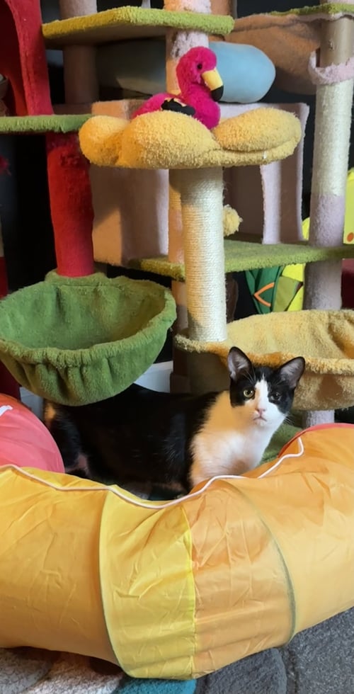 SIMBA - Domestic Short Hair / Tuxedo available for adoption