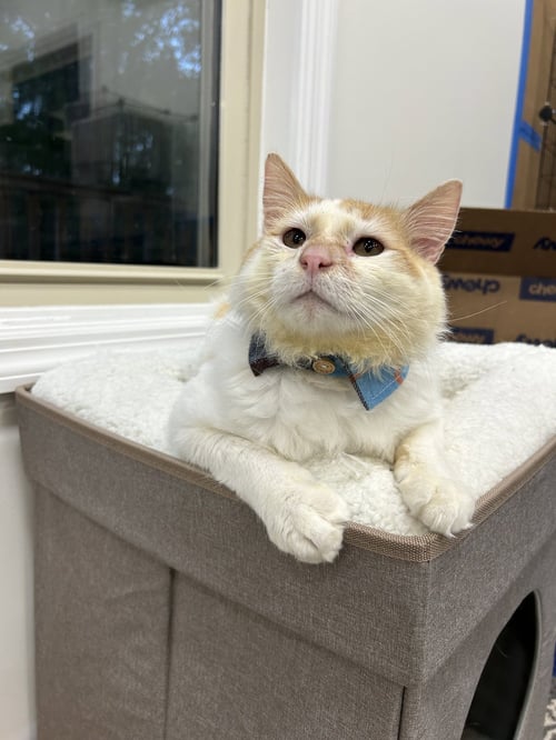 GRIFFIN - Domestic Medium Hair available for adoption