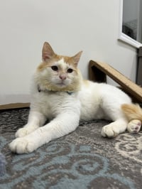 Griffin - Photo 3